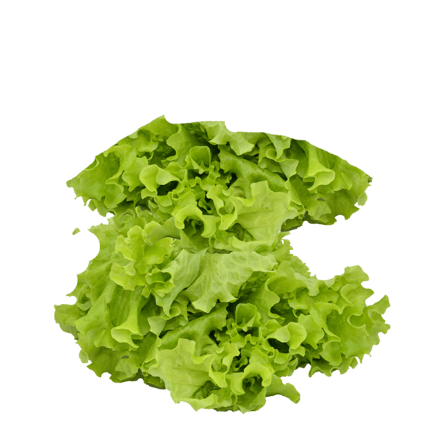 Lettuce
